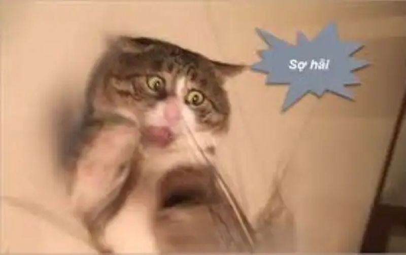 ảnh meme kinh dị
