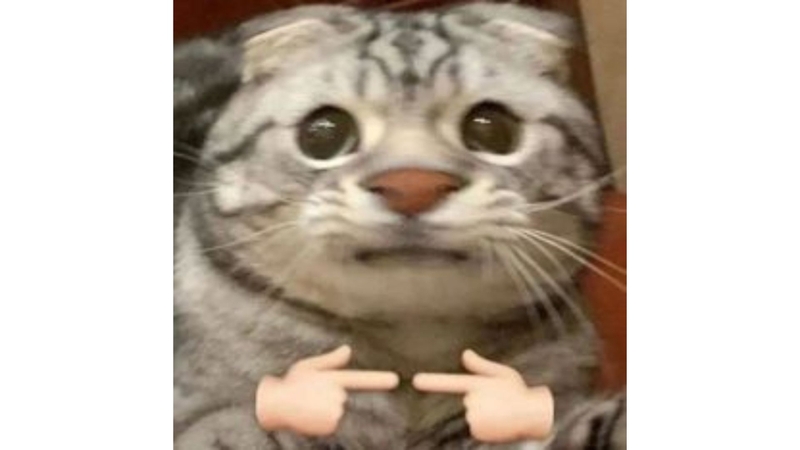 ảnh meme làm avatar