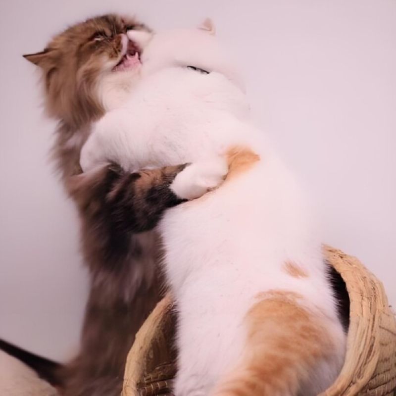 ảnh meme mèo an ủi