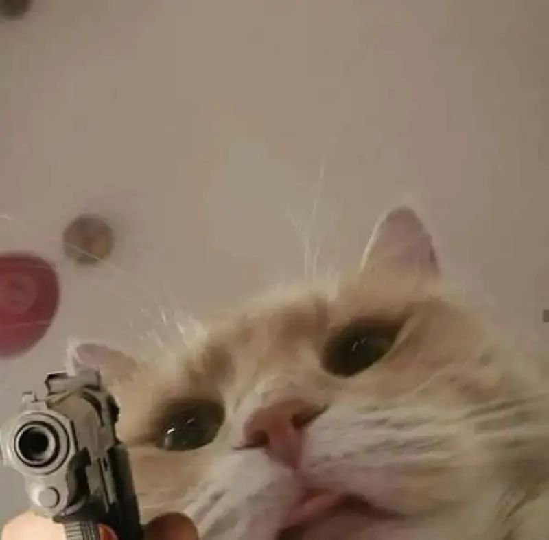 ảnh meme mèo cầm súng
