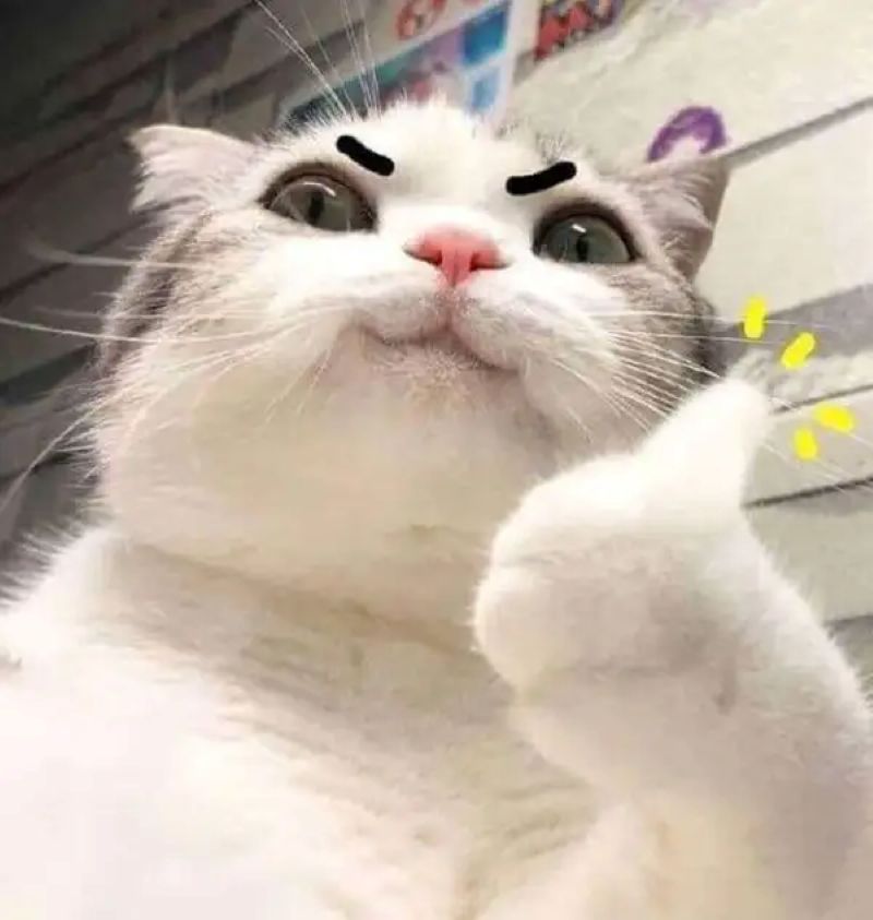 ảnh meme mèo like