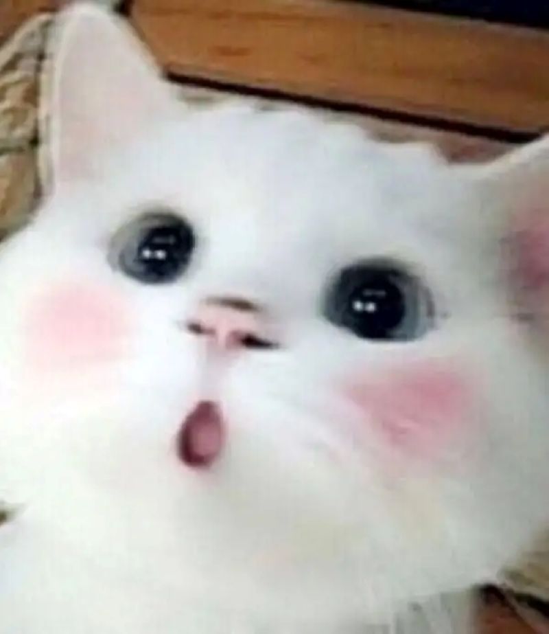 ảnh meme mèo ngạc nhiên