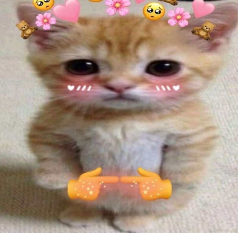 ảnh meme mèo ngại ngùng