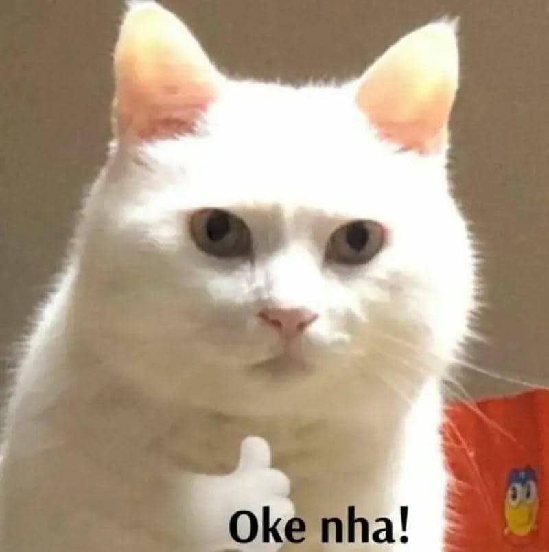 ảnh meme mèo ok