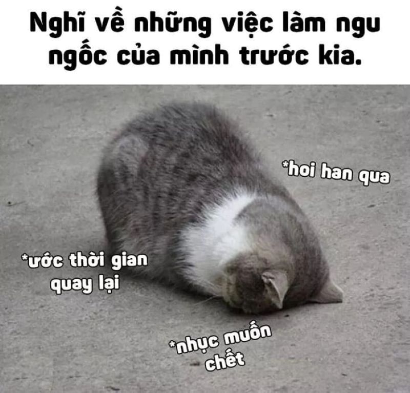 ảnh meme ngu