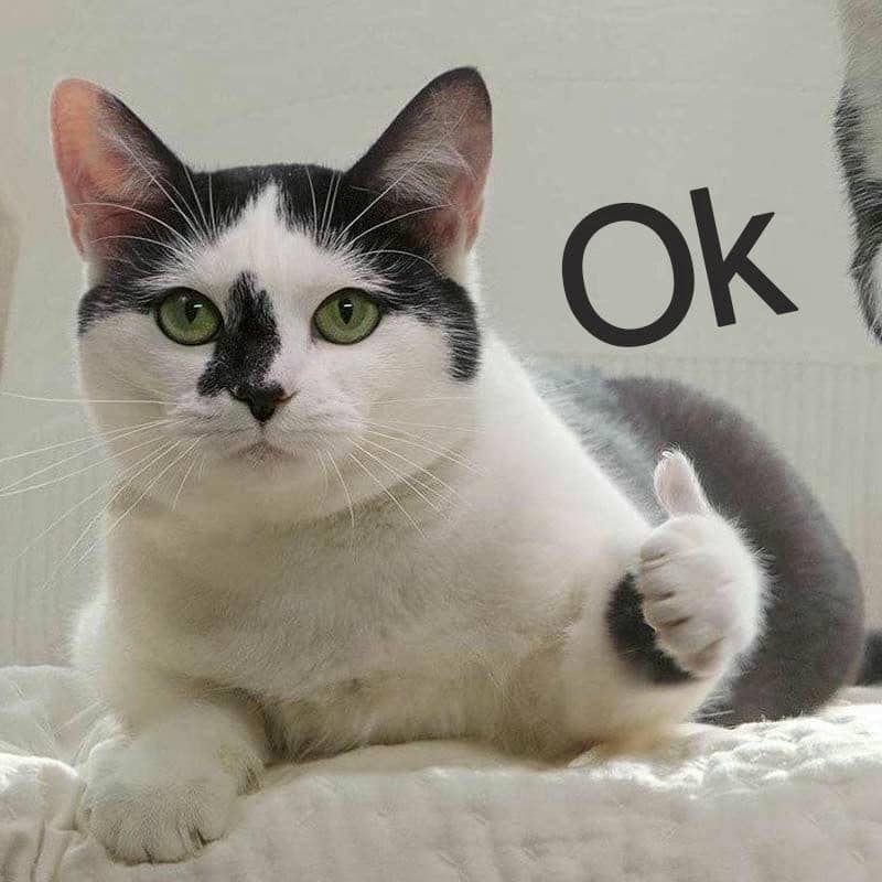 ảnh meme ok