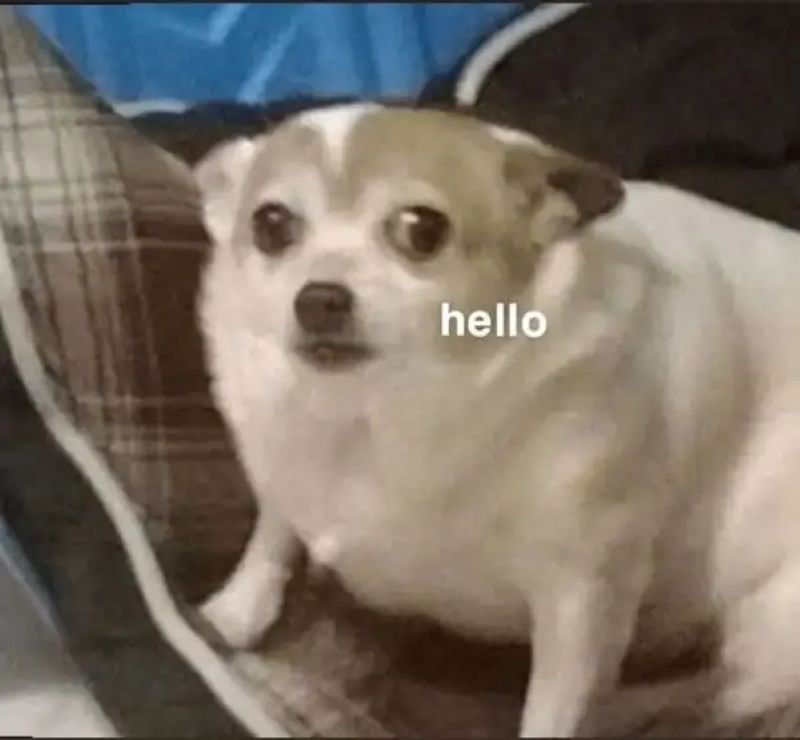 ảnh meme sợ hãi các thứ