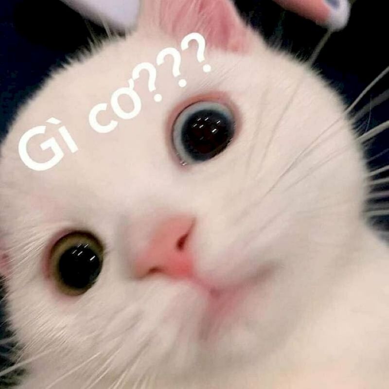 ảnh meme suy nghĩ hài hước