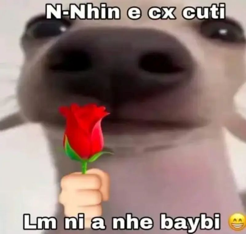 ảnh meme tặng hoa cute