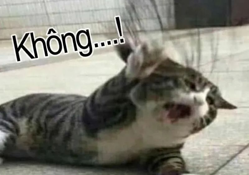 ảnh meme từ chối hiểu