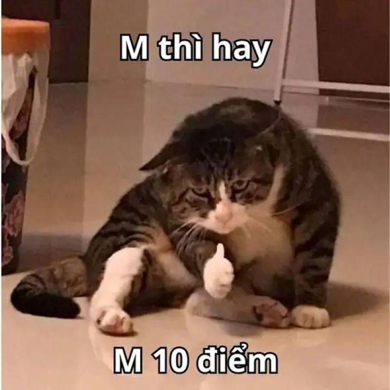 ảnh meme việt nam
