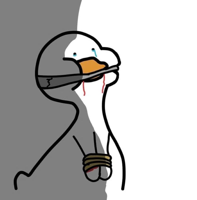 ảnh meme vịt hài