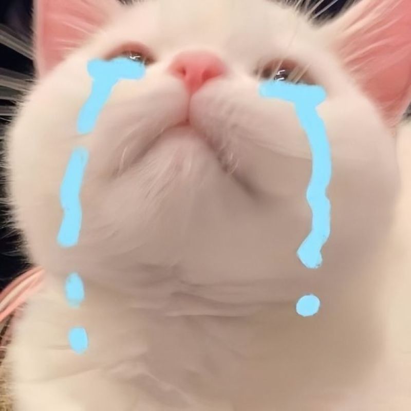 ảnh meme xin lỗi
