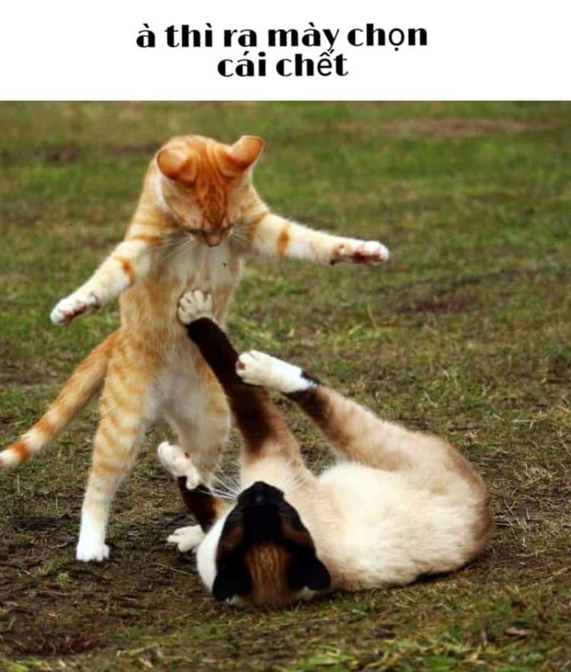 ảnh mèo chiến