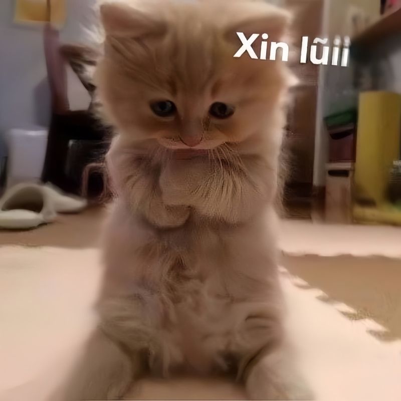ảnh mèo giận cute