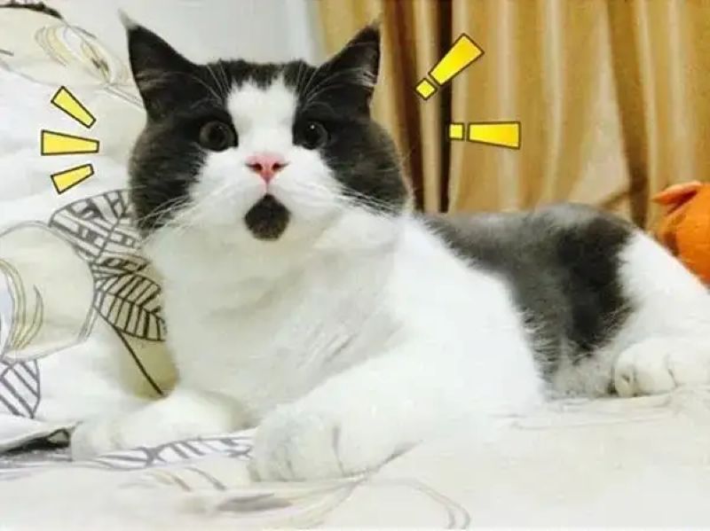 ảnh mèo ngạc nhiên