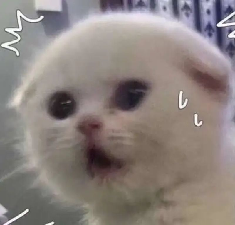 ảnh mèo sợ hãi meme