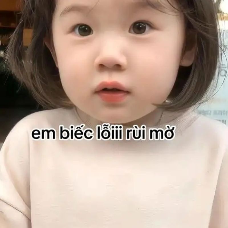 ảnh mèo xin lỗi