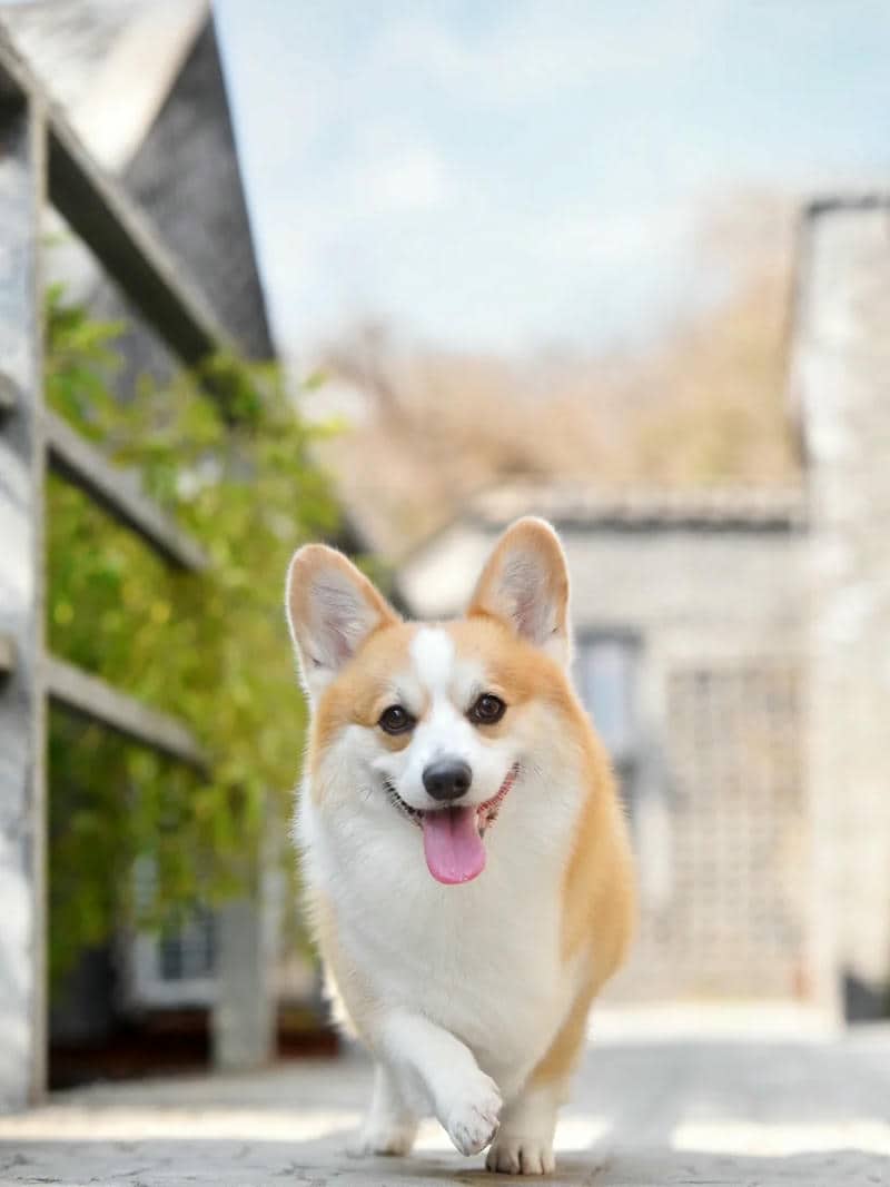 ảnh nền corgi cute