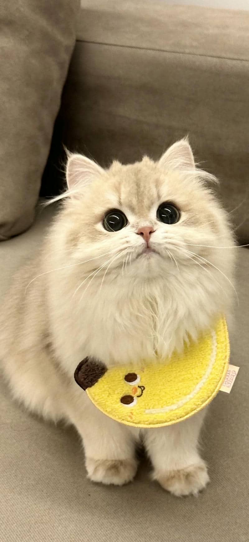 ảnh nền đẹp mèo cute