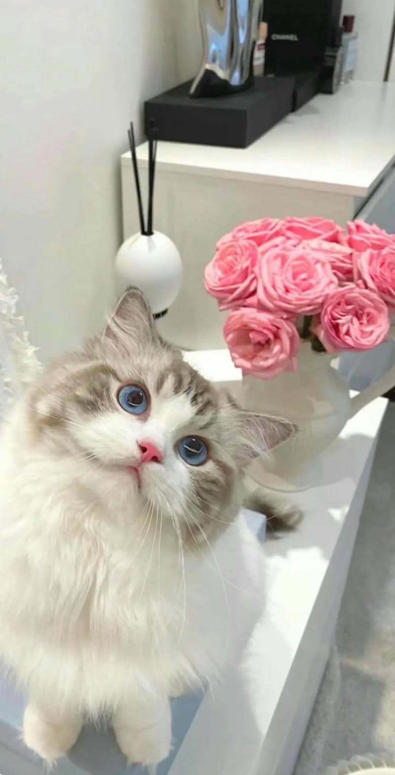 ảnh nền điện thoại mèo cute