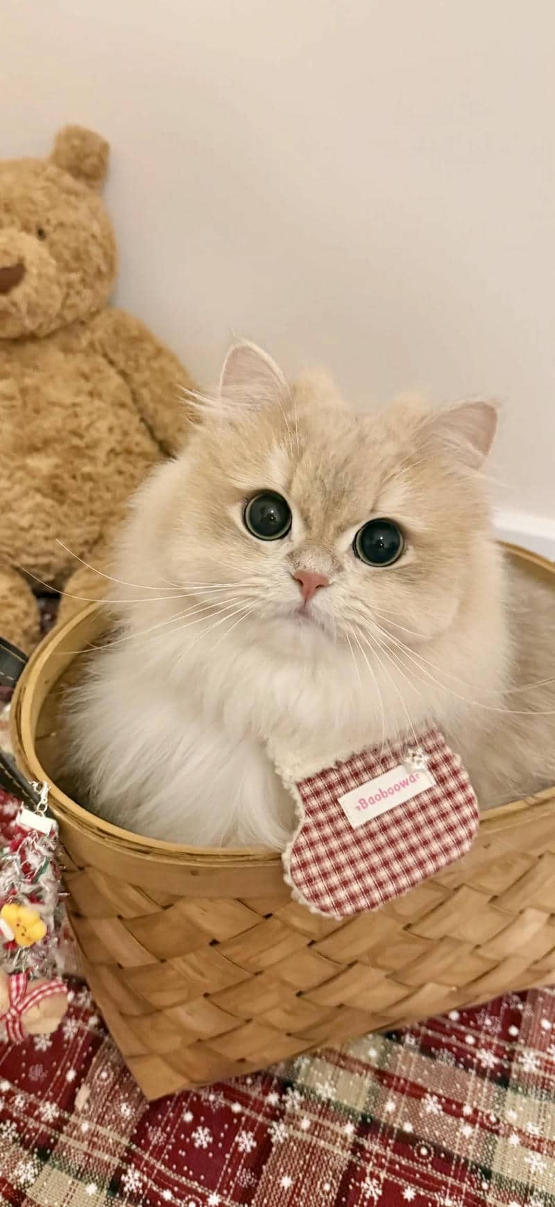 ảnh nền mèo cute