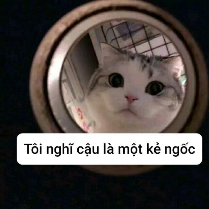 ảnh ngu dốt meme