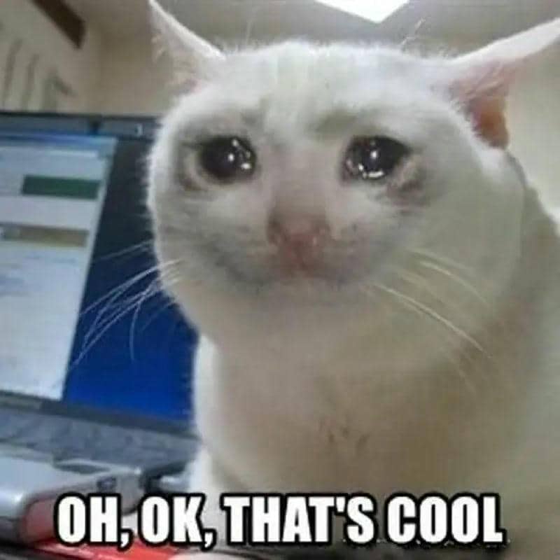 ảnh ok meme mèo