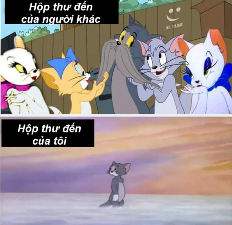 ảnh tom