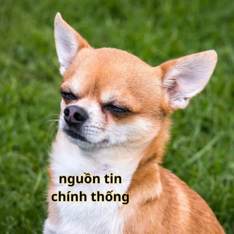 ảnh trương anh ngọc meme