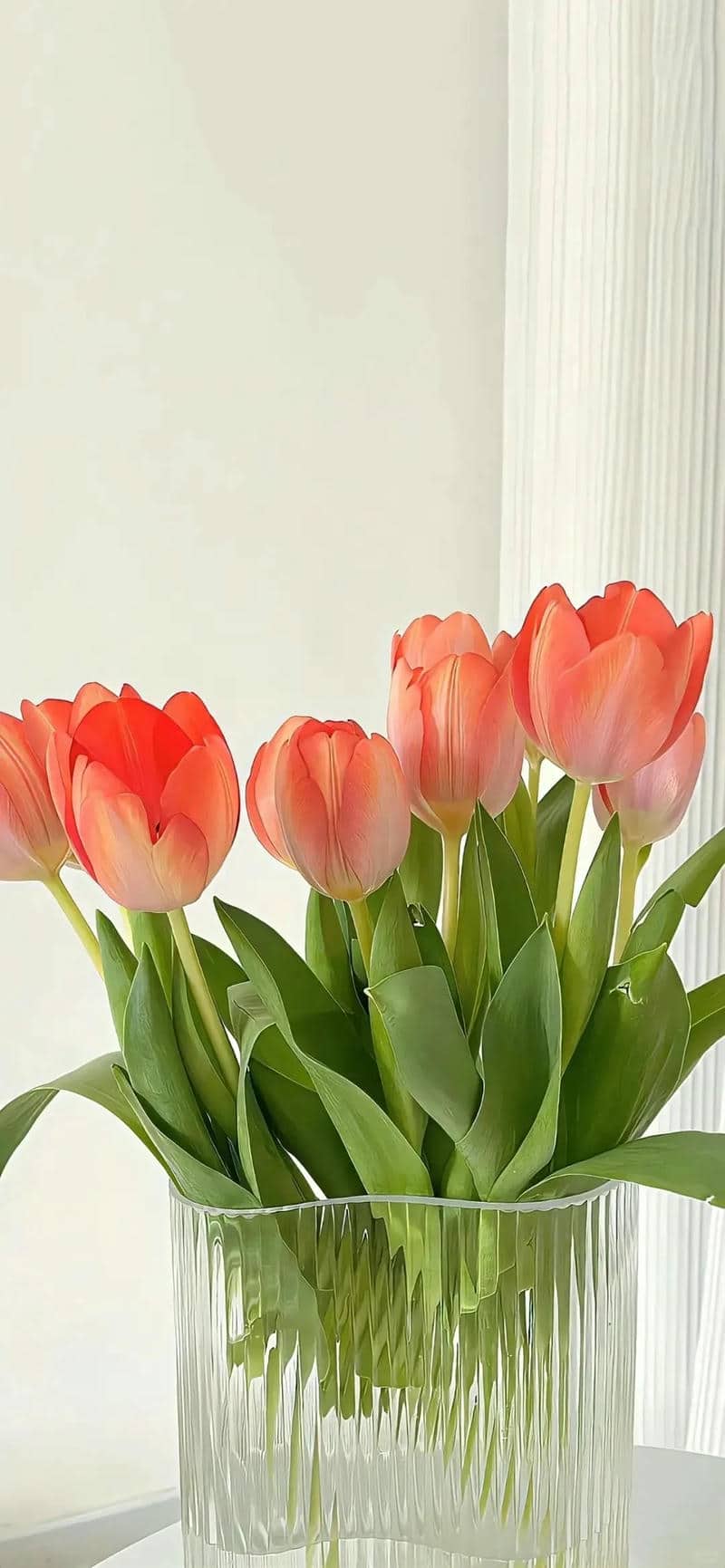 ảnh tulip