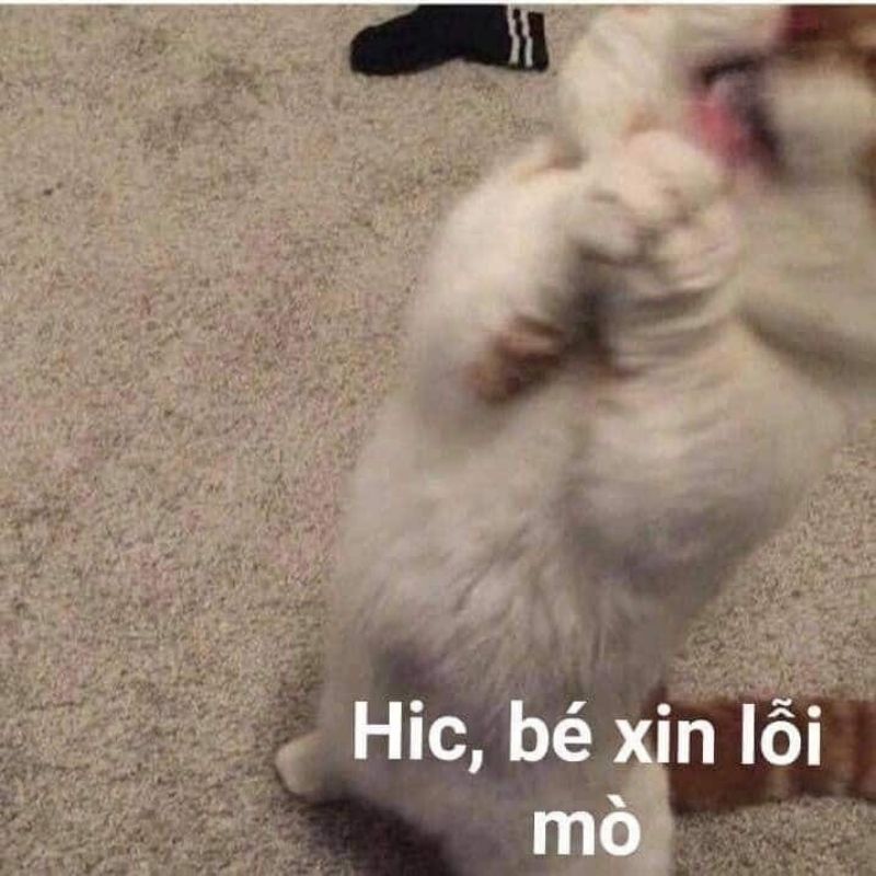 ảnh xin lỗi hài hước