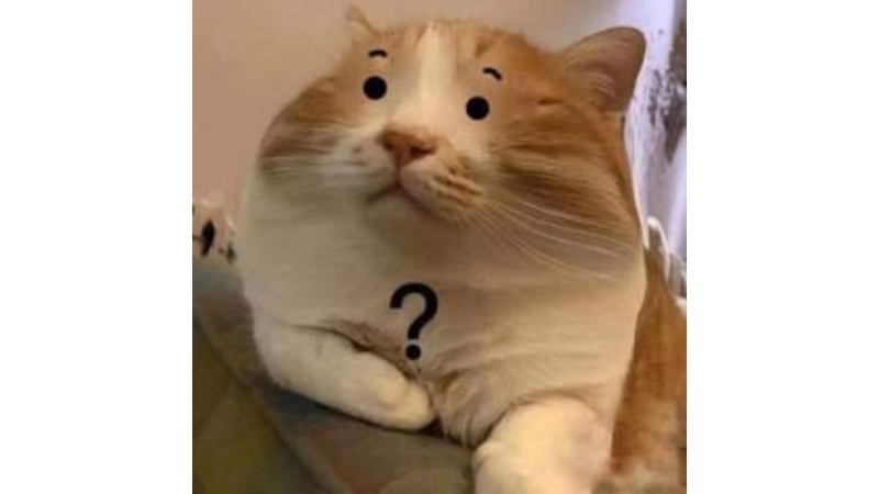 avatar meme mèo