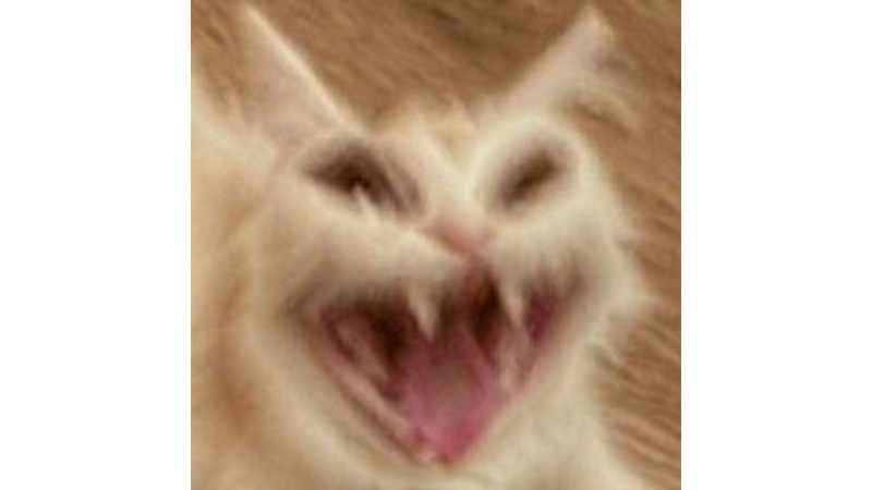 avatar mèo tết meme