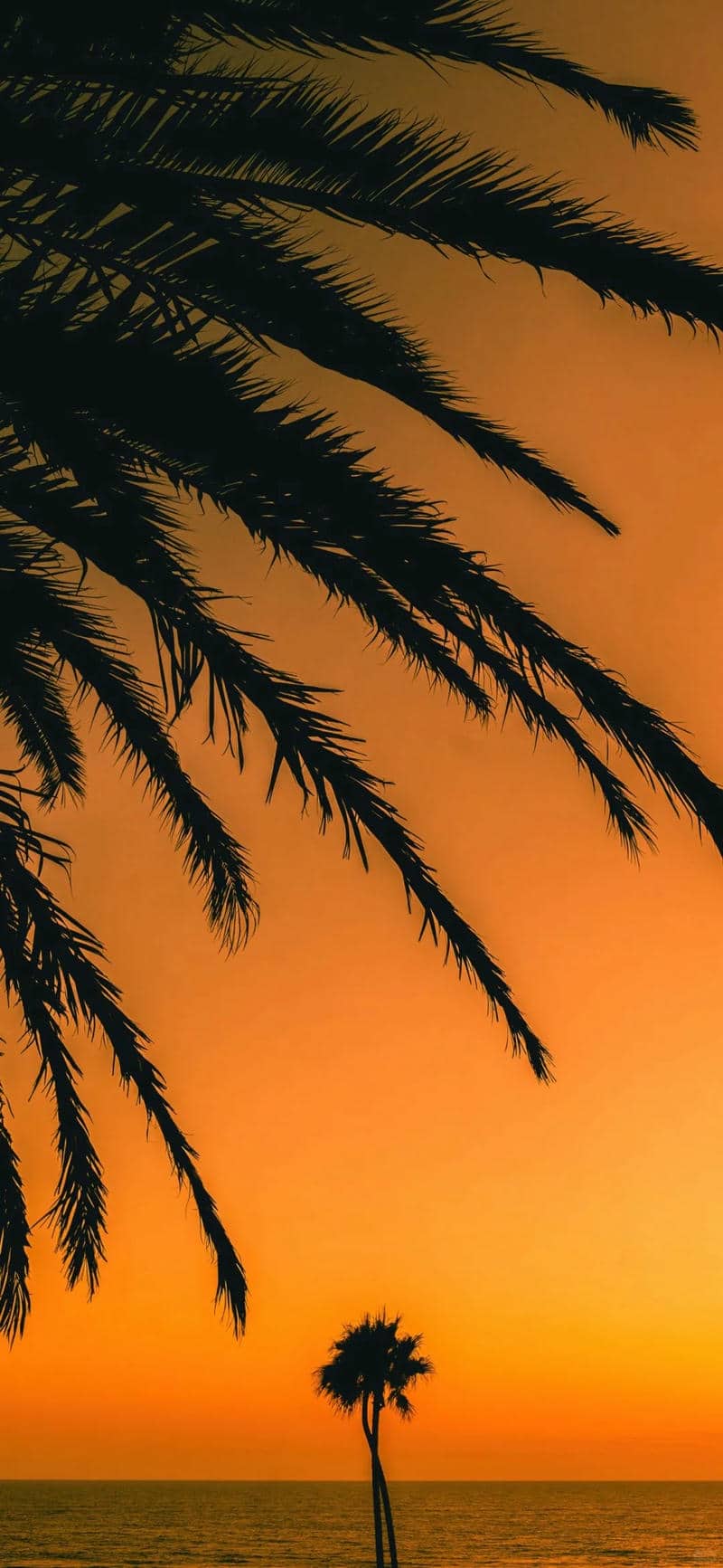 background màu cam