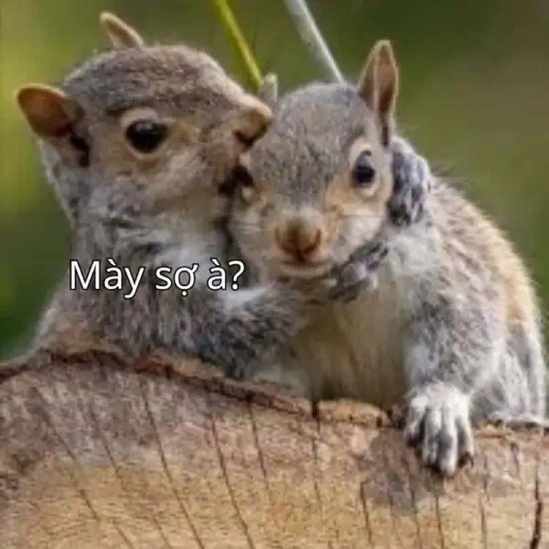 bạn sợ à meme