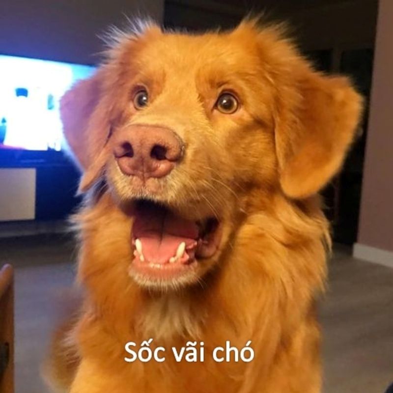 bất ngờ meme