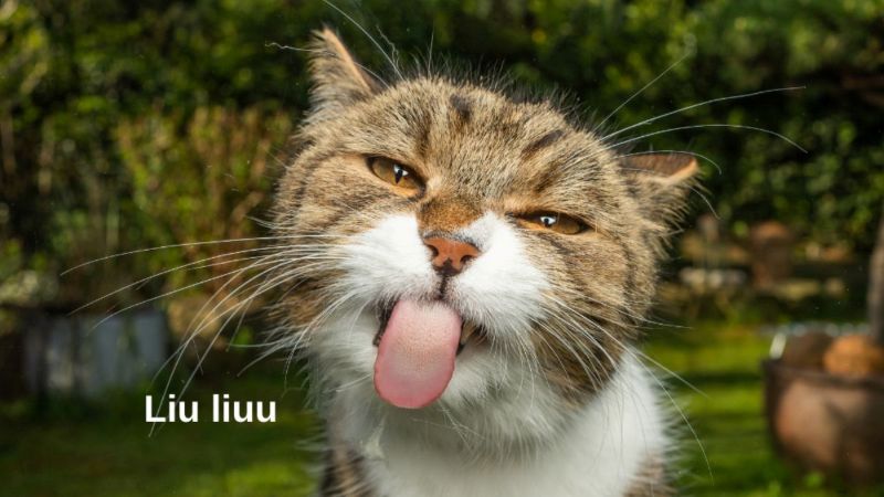 các meme hài hước