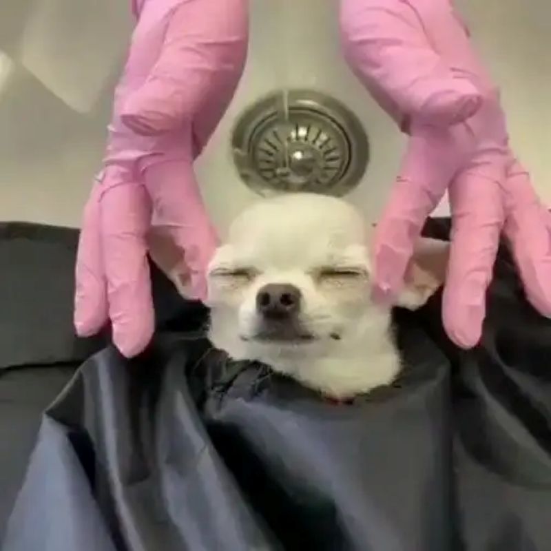 chihuahua meme hài hước