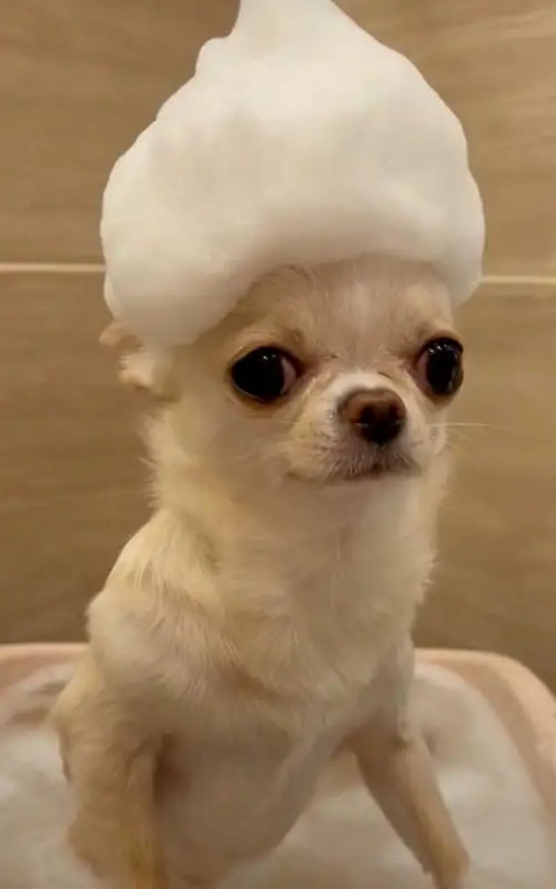 chihuahua meme hài