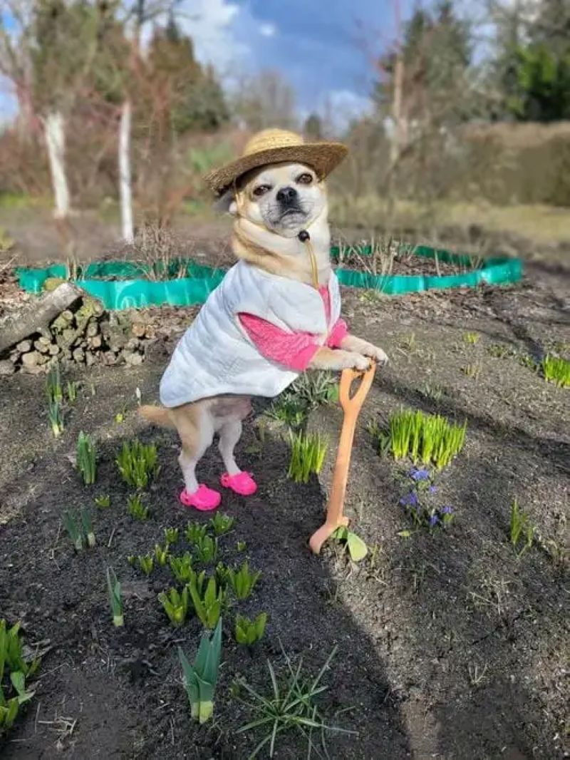 chihuahua meme