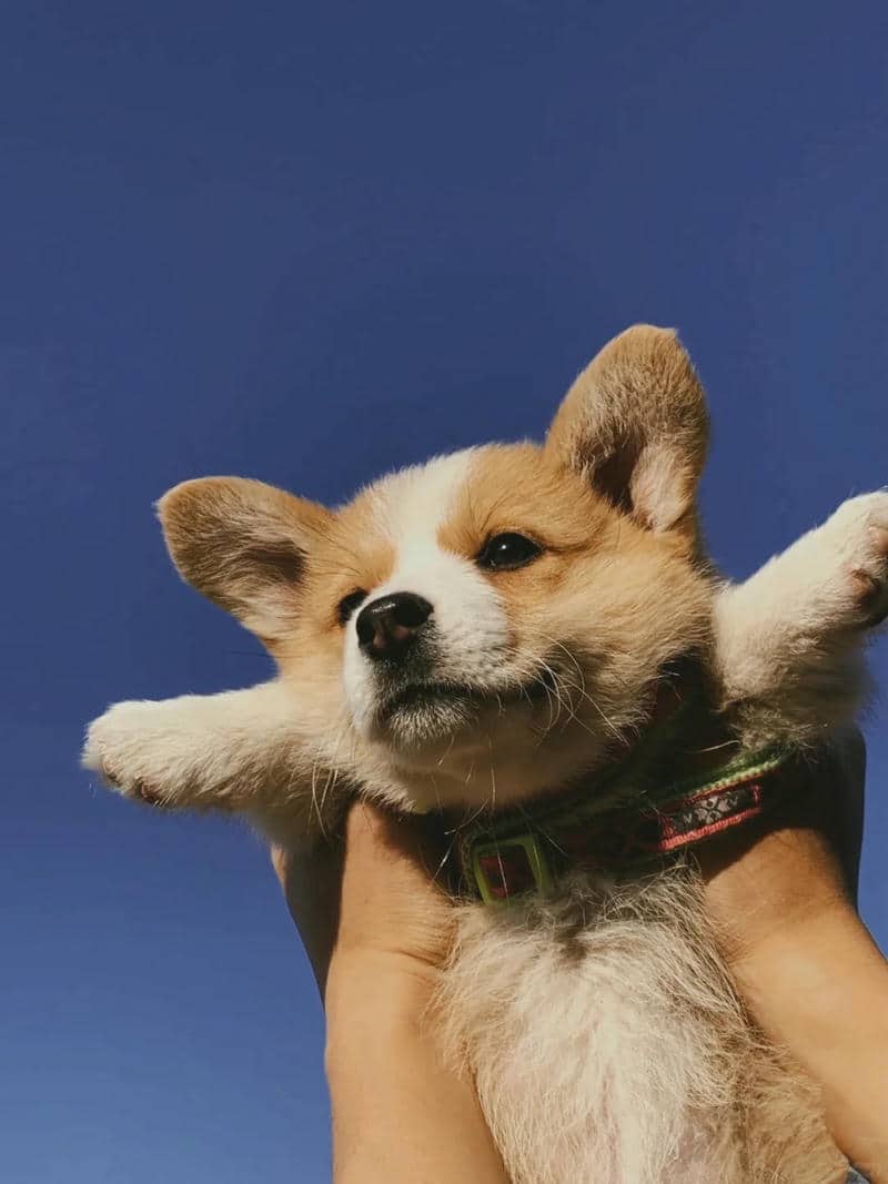chó cảnh corgi