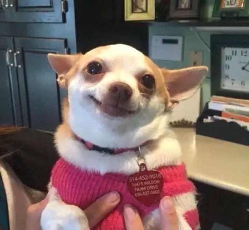 chó chi wa wa