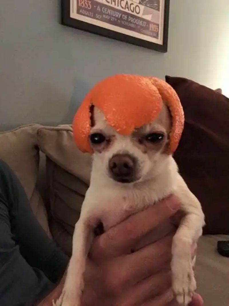 chó chihuahua