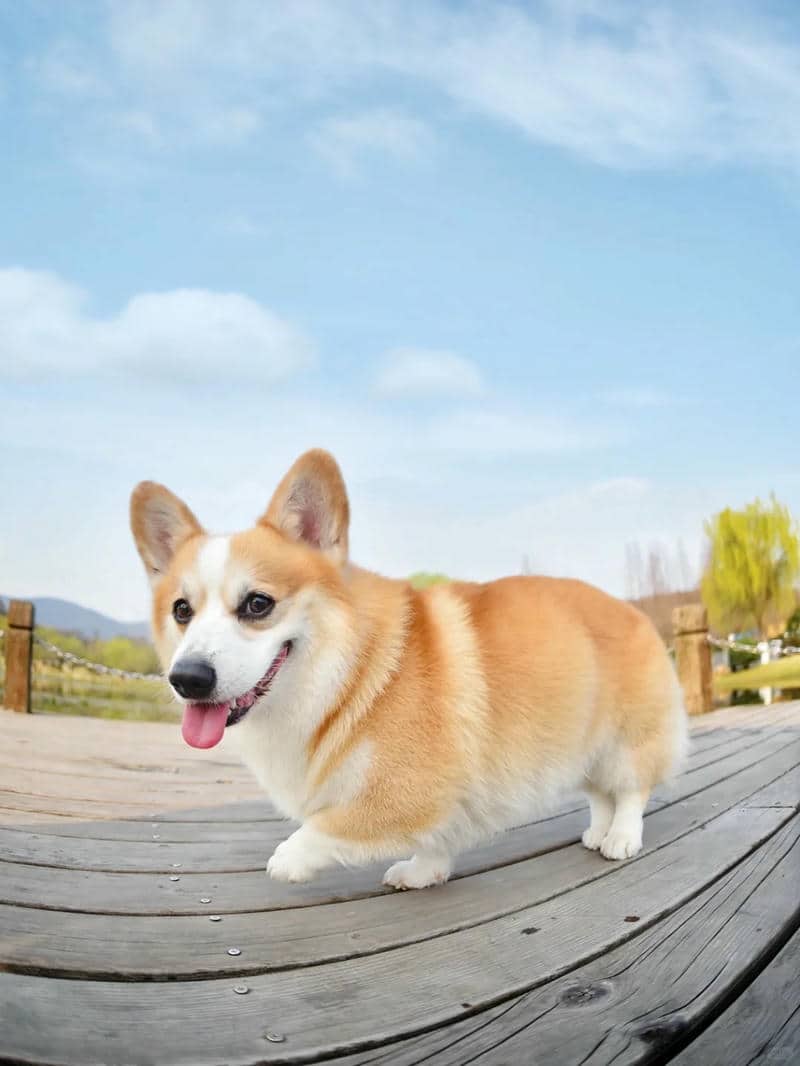 chó con corgi