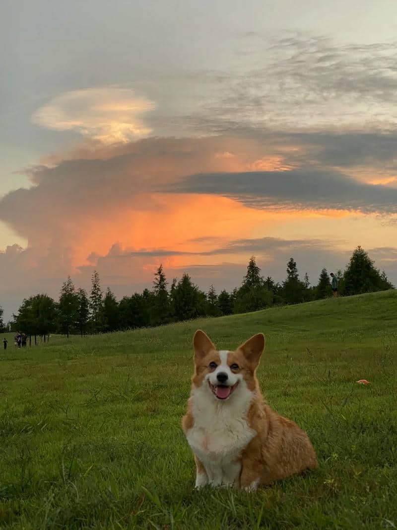 cho corgi
