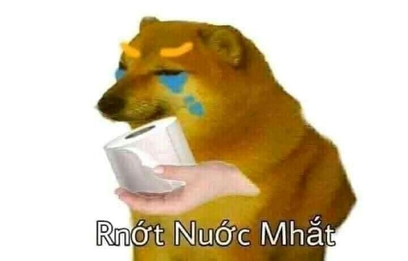 chó meme