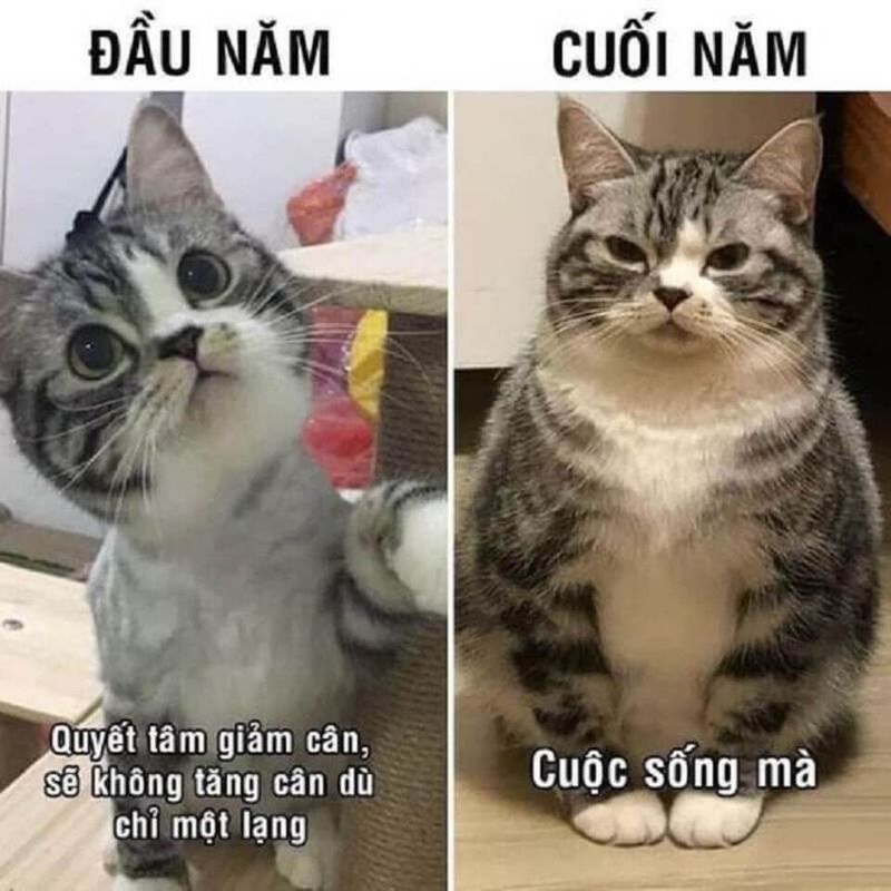 chúc mừng năm mới meme