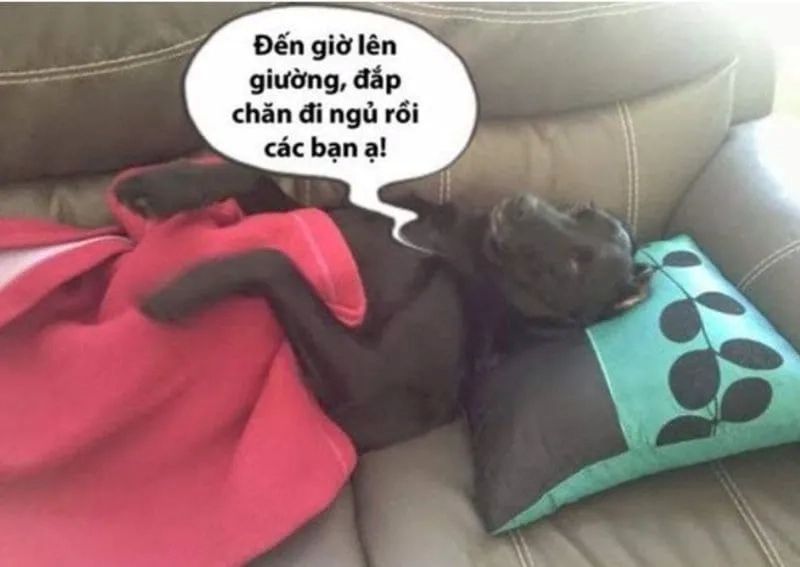 chúc ngủ ngon đáng yêu