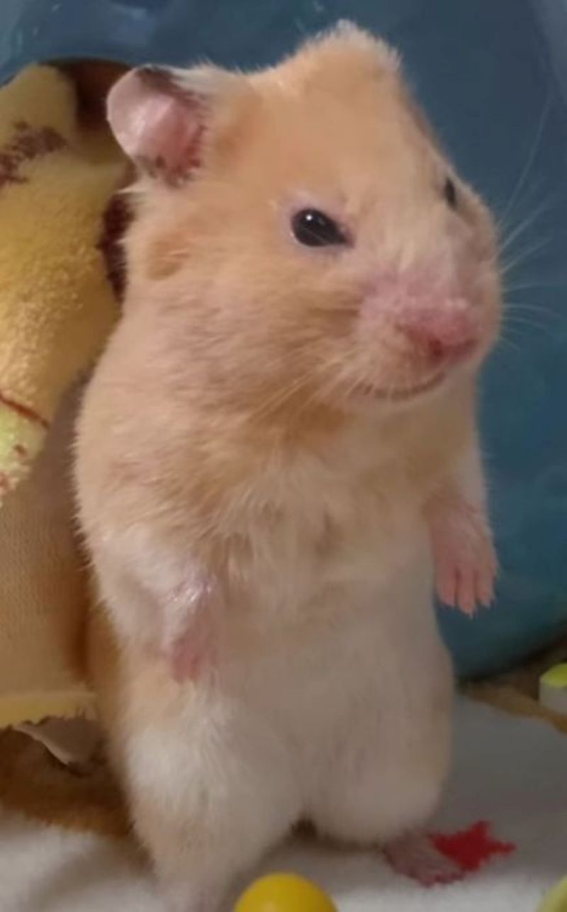 chuột hamster hài hước